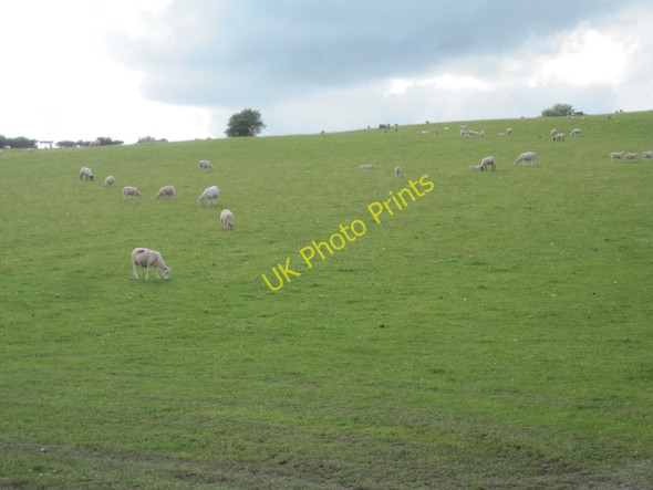 Photo 6"x4" Sheep pasture near Felin-Newydd Felin-newydd c2011