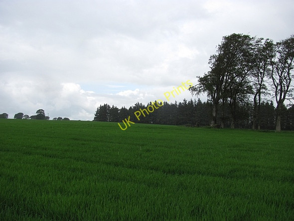 Photo 6"x4" Cereals, Westraw Pettinain c2011