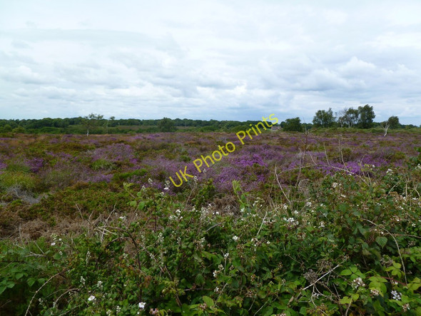 Photo 6"x4" Corfe Hills, heathland Rushcombe Bottom c2011