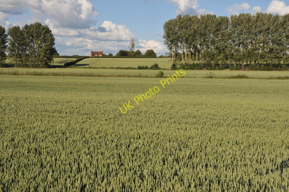 Photo 6"x4" Naunton Farm viewed across wheat fields Birch Green\/SO8545 c2011