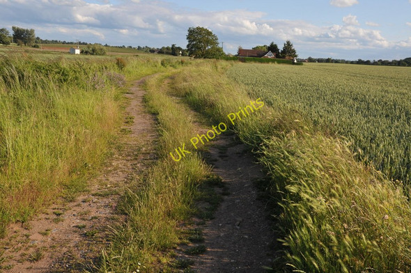 Photo 6"x4" Track through wheat fields Birch Green\/SO8545 c2011