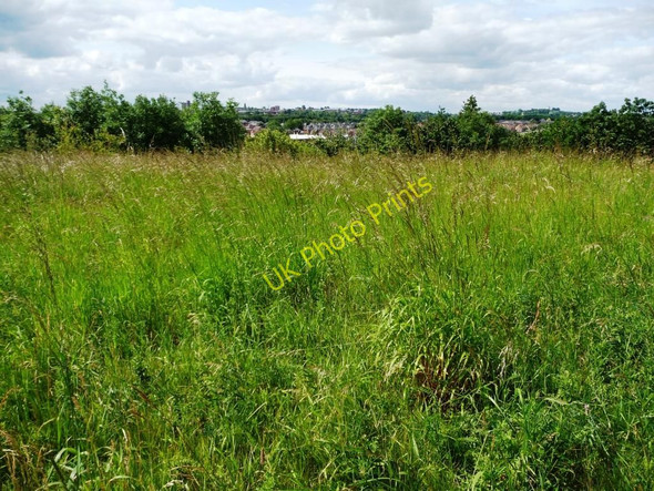 Photo 6"x4" Tall grass off Orchard Head Lane Pontefract c2011