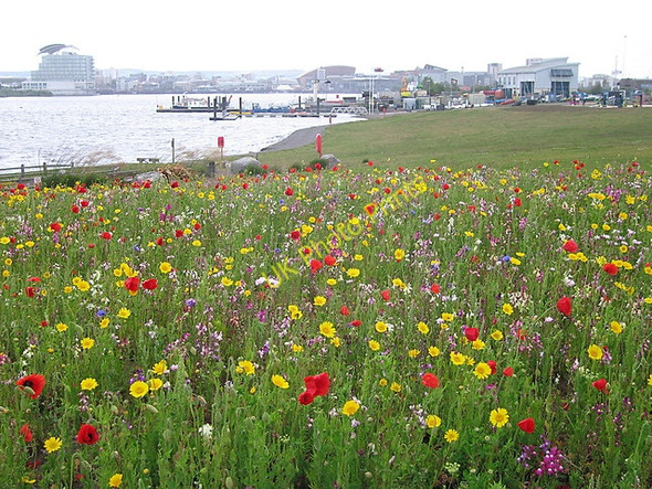 Photo 6"x4" Wildflower display on Cardiff bay barrage Penarth\/ST1871 c2011