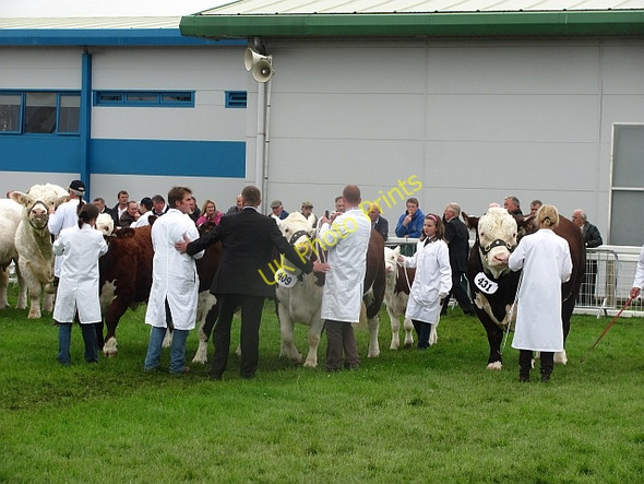 Photo 6"x4" Best beef breed, Royal Highland Show 2011 Ratho Station c2011