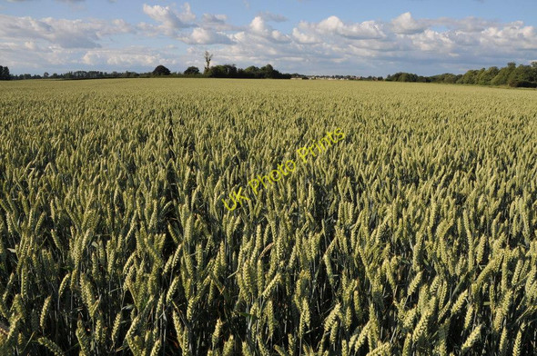 Photo 6"x4" Wheatfield at Birch Green Birch Green\/SO8545 c2011