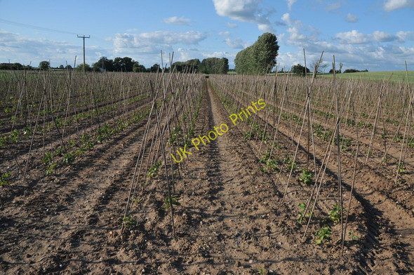 Photo 6"x4" Stick bean canes, Sandford Villa Farm Birch Green\/SO8545 c2011