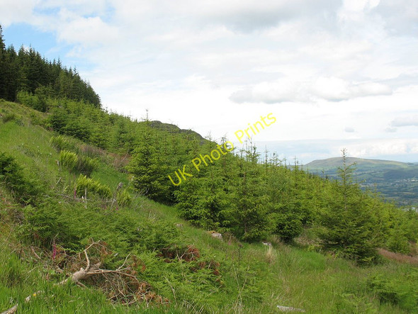 Photo 6"x4" Young trees in Beckstones plantation Thornthwaite\/NY2225 c2011