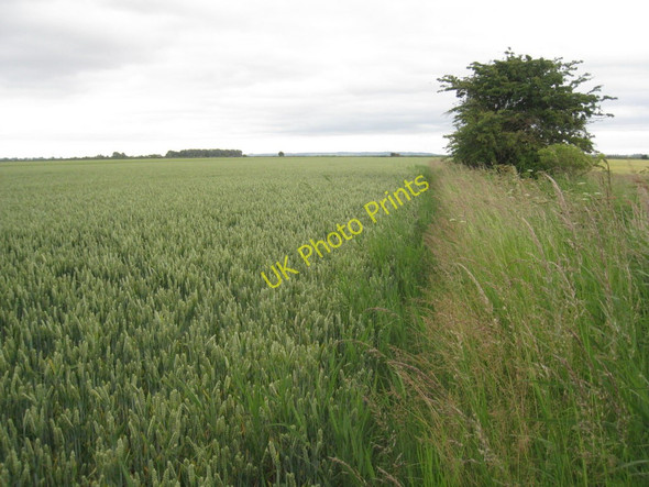 Photo 6"x4" Overgrown Path Broomfleet c2011