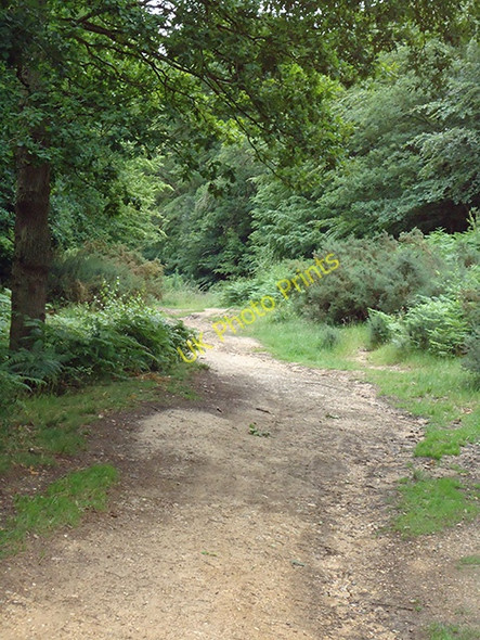Photo 6"x4" Up the Hill Loughton\/TQ4396 c2011