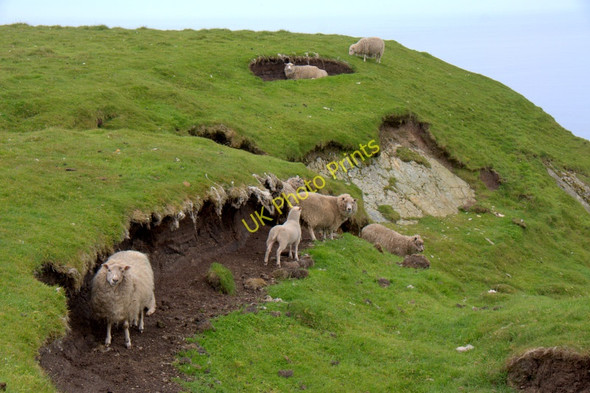 Photo 6"x4" Clifftop sheep at Saito, Hermaness Burrafirth c2011