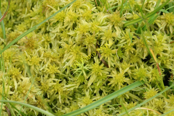 Photo 6"x4" Sphagnum moss, Hermaness Burrafirth c2011