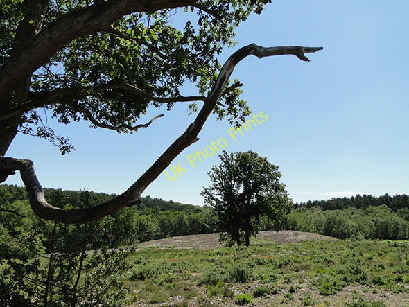 Photo 6"x4" Holt Lowes Holt\/TG0838 c2011