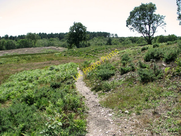 Photo 6"x4" Track along the eastern perimeter of Holt Lowes Holt\/TG0838 c2011
