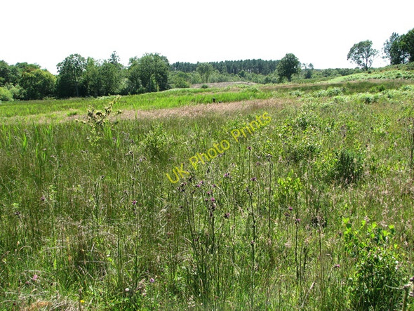 Photo 6"x4" View across Holt Lowes Holt\/TG0838 c2011