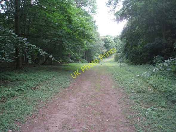 Photo 6"x4" In Halliday Hill Wood Clixby c2011