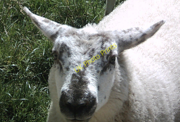 Photo 6"x4" Friendly Sheep, Llanteg Amroth c2011