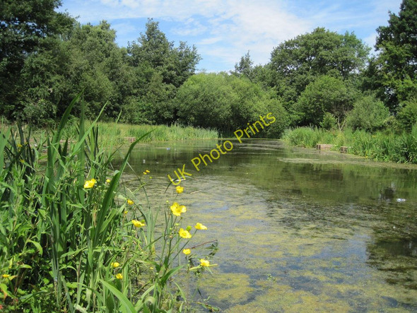 Photo 6"x4" Pond in Mill Wood Speke c2011