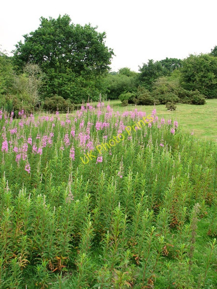 Photo 6"x4" Swardeston Common in June Swardeston c2011