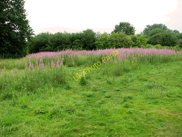 Photo 6"x4" Rosebay willowherb on Swardeston Common Intwood c2011
