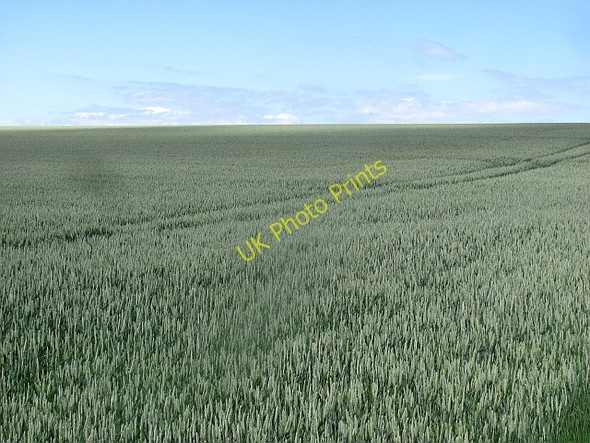 Photo 6"x4" Wheat field, Kingston Kingston\/NT5482 c2011