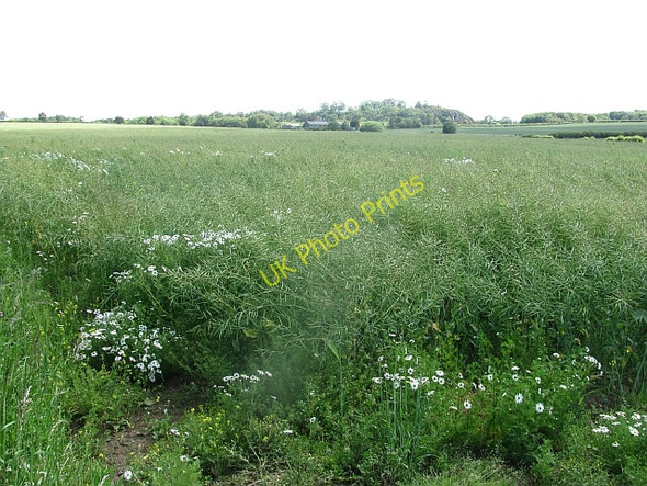 Photo 6"x4" Oilseed rape, Rockville Kingston\/NT5482 c2011
