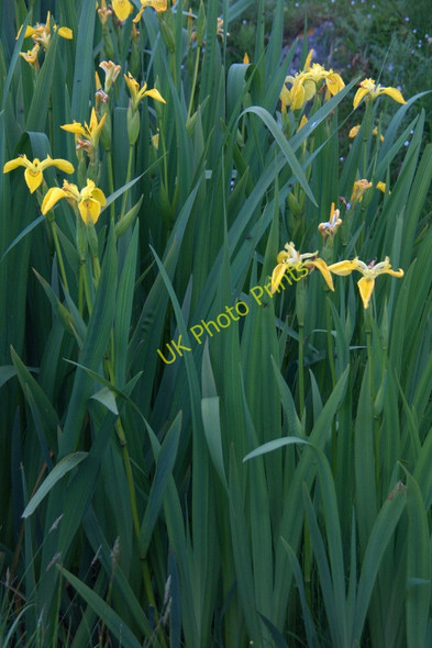 Photo 6"x4" Yellow Flag Iris (Iris pseudacorus), Lund Underhoull c2011