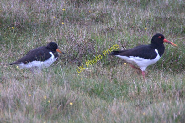 Photo 6"x4" Oystercatchers (Haemotopus ostralegus), near Lund Underhoull c2011