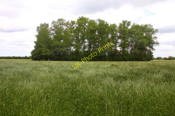 Photo 6"x4" Trees by the field Grove\/SU4090 c2011