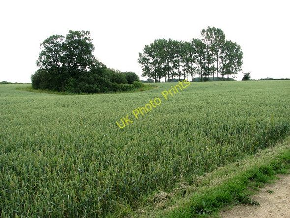 Photo 6"x4" A field of wheat, Uggeshall Uggeshall c2011