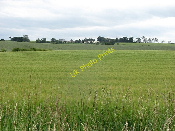 Photo 6"x4" Barley, Carham Hadden\/NT7836 c2011