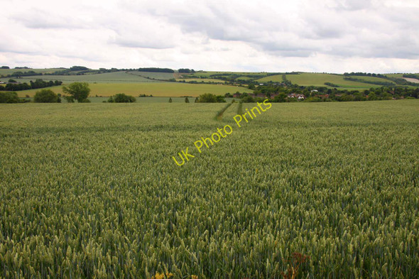 Photo 6"x4" Looking over a field of wheat towards the Downs Wantage c2011