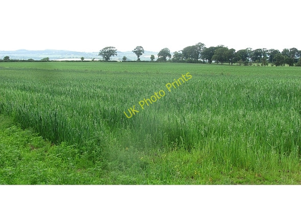 Photo 6"x4" Oats, Easter Softlaw Easter Softlaw c2011