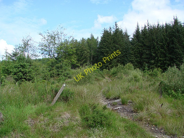 Photo 6"x4" Footpath in Hafren Forest Tynyrwtra\/SN8885 c2011