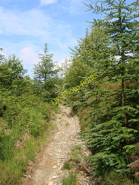 Photo 6"x4" Footpath to Drum Maen Tynyrwtra\/SN8885 c2011
