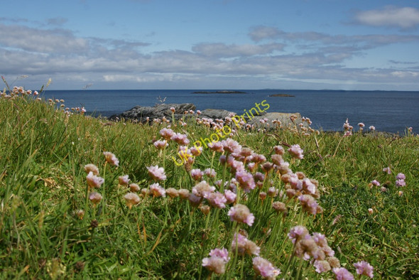 Photo 6"x4" Thrift on Cumlins, Heoga Ness Burravoe\/HU5279 c2011