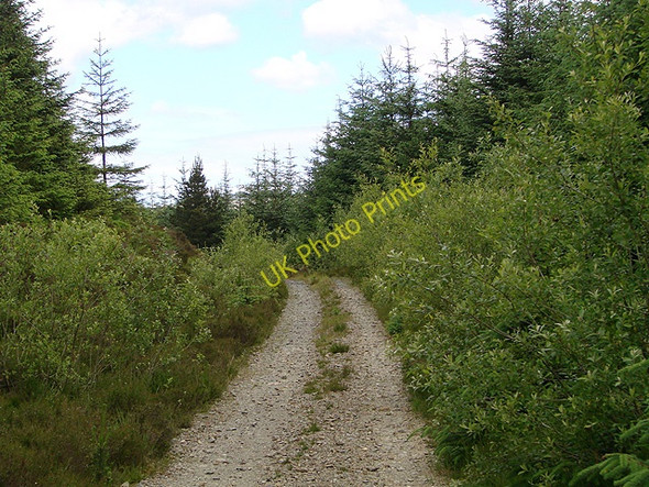 Photo 6"x4" Forestry road in Hafren Tynyrwtra\/SN8885 c2011
