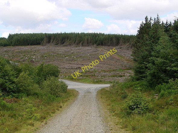 Photo 6"x4" Clear fell and road junction in Hafren Forest Tynyrwtra\/SN8885 c2011