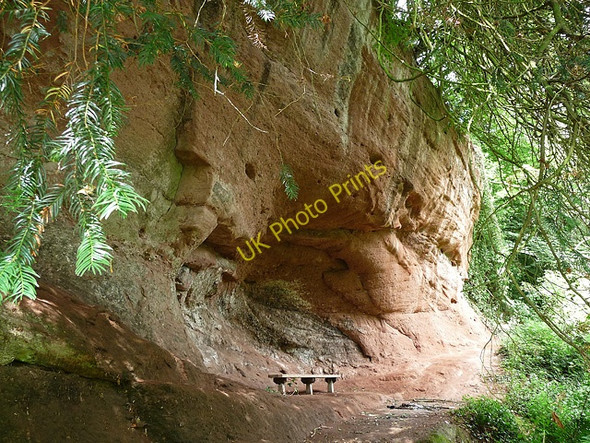 Photo 6"x4" Badger Dingle near Ackleton (3) Badger c2010