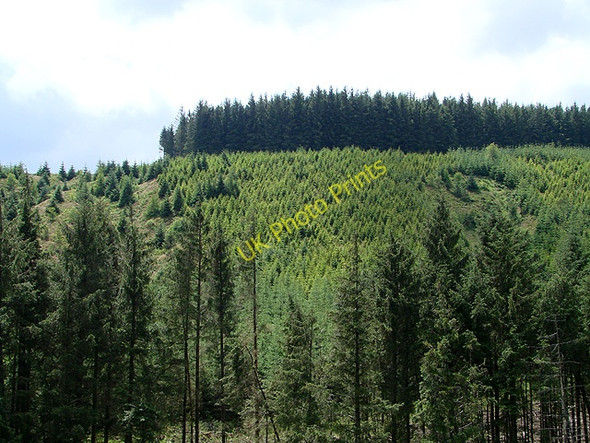 Photo 6"x4" Mixed forestry in Cwmbiga Fuches\/SN8489 c2011
