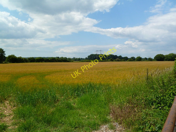 Photo 6"x4" Shapwick, barley field Shapwick\/ST9301 c2011
