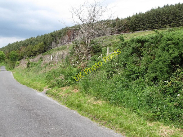Photo 6"x4" Moneyscalp Wood from Planting Road Kilcoo c2011