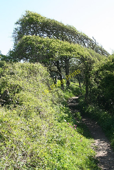Photo 6"x4" Kingston: South West Coast Path Mothecombe c2008