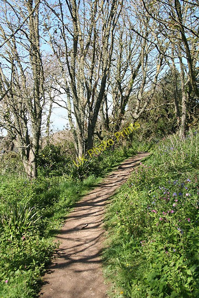 Photo 6"x4" Kingston: coast path near Wrinkle Wood Mothecombe c2008