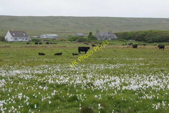 Photo 6"x4" Cattle below Halligarth, Baltasound Baltasound c2011
