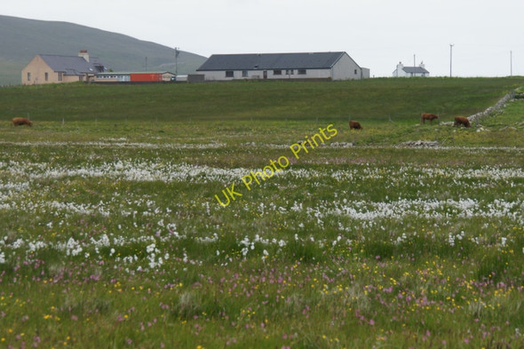 Photo 6"x4" Cattle below Haroldswick Hall Bothen c2011