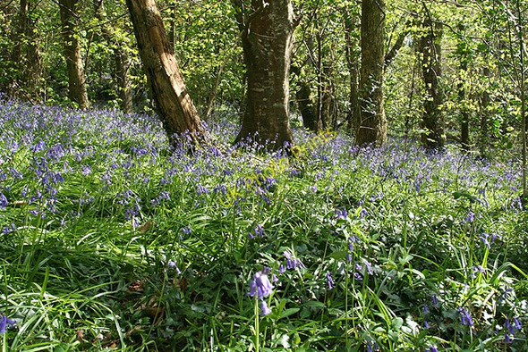 Photo 6"x4" Kingston: in Wrinkle Wood Kingston\/SX6347 c2008