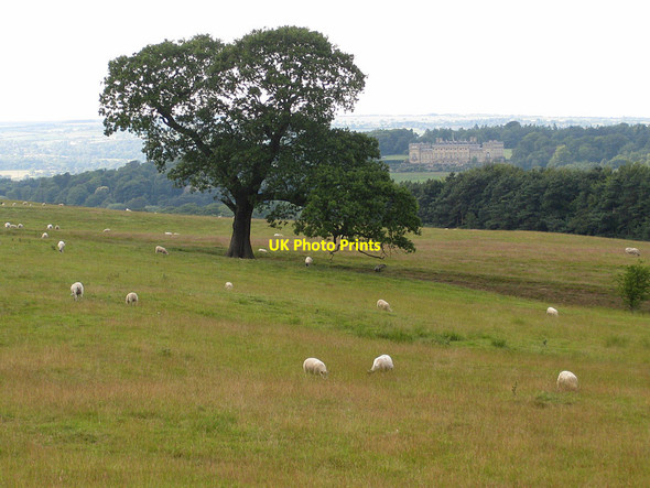 Photo 6"x4" Parkland, Harewood Estate Wike c2011