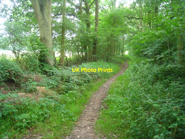 Photo 6"x4" Allenmoor Lane Lyde Green\/SU7057 c2011