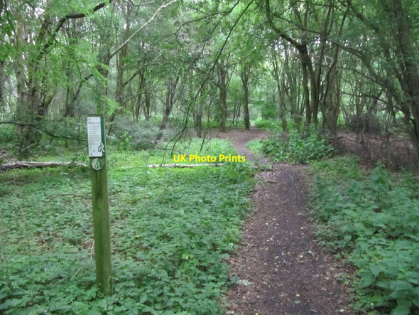 Photo 6"x4" Path through the woods Catslip c2011