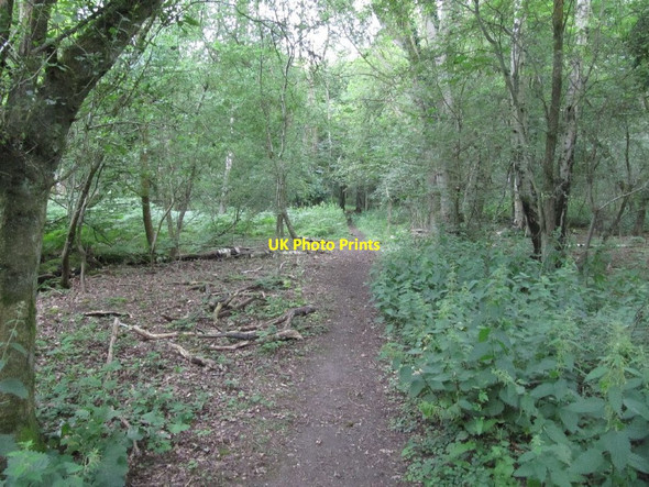 Photo 6"x4" Woodland path Catslip c2011